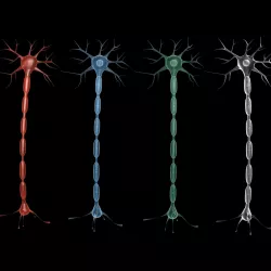 Neuron 3D model