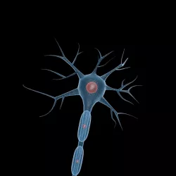 Neuron 3D model
