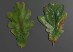 OAK LEAVES 3D model