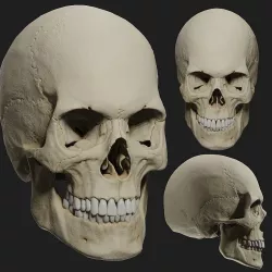 PBR male skull model 3D model