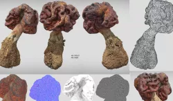 photorealistic Gyromitra brain mushroom 3D model