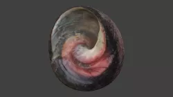 Pink lipped topshell seashell photoscan Low-poly 3D model