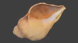 Pointed Spiral Seashell Photoscan Low-poly 3D model