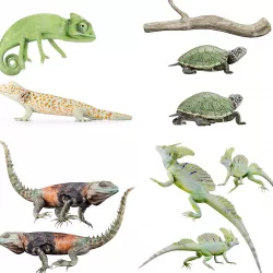 Reptile set two iguanas Low-poly 3D model