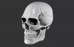 Skull 3D model 3D model