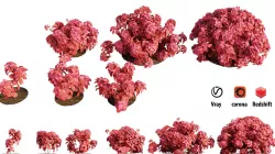 Solenostemon colorblaze rediculous mono Plant  3D model