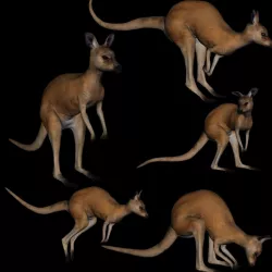t11-kangroo-adult 3D model