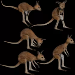 t12-joey 3D model