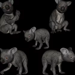 t13-koala 3D model