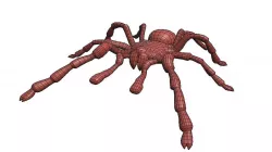 Tarantula low poly   3D model