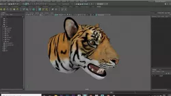 tiger 3D model