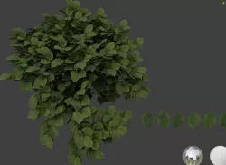 Ulmus leaf 3D models 3D model