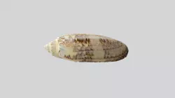 12. Oliva