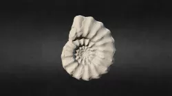 14 Pleuroceras spinatum