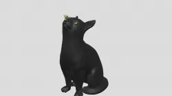 1912004-01 - Koda - Cat