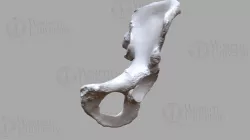 300219 Skeleton-99 L Pelvis  -   Bone from scan