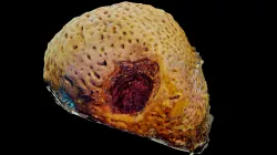 #33: Geodia neptuni
