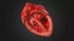 3d Animated Realistic Human Heart V1.0