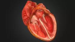 3d Animated Realistic Human Heart - V2.0