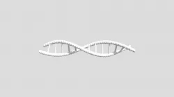 3D DNA Model