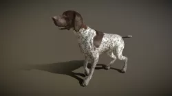 3DRT Pointer dog