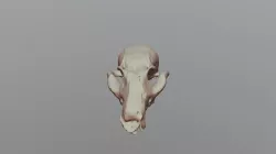 8D-Gray Fox Skull- Multi-BC1135