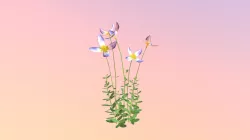 Accepted: Bluets (Houstonia caerulea)