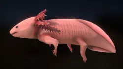 Ajolote axolote