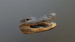 Alligator