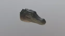 Alligator Head