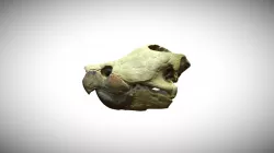Alligator snapping turtle