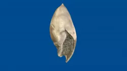 Amalda mucronata
