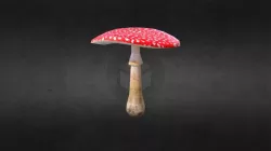 Amanita