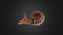 Ammonites