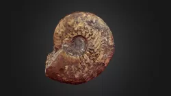 Ammonites Hildoceras sp.