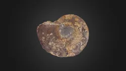 Ammonites indet