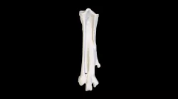 Amokura (Phaethon rubricauda) tarsometatarsus
