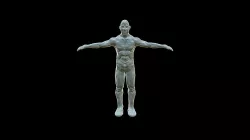 anatomia