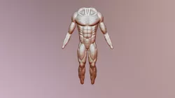 Anatomia