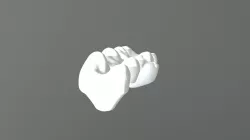 Anatomic Optimized