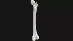 Anatomy - Human femur
