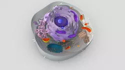 Animal Cell