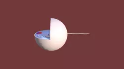 Animal Cell