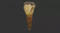 Animal Tooth