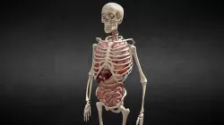 Animated human body anatomy