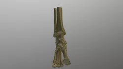 Ankle
