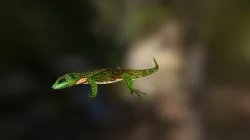 Anolis Caballero