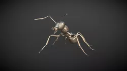 Ant
