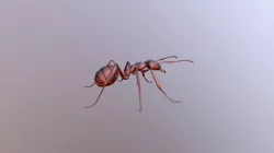 Ant