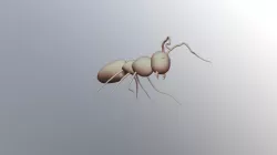 Ant
